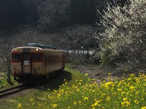 春のいすみ鉄道を訪れて~梅と菜の花のコラボレーションを撮る