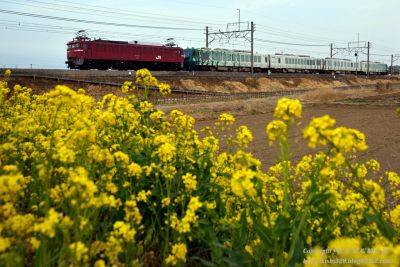 リゾートしらかみ橅編成 鉄道博物館展示返却配給