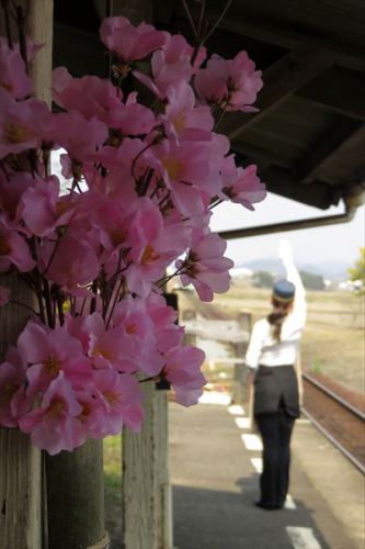 第958回 満開を待つ法華口駅