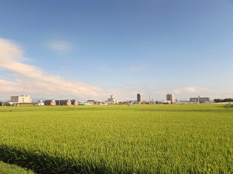 仙台市営地下鉄東西線の終点・荒井駅前に広がる田んぼ。 【2016年08月 宮城県仙台市】