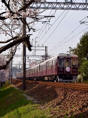 阪急「さくら」ヘッドマーク