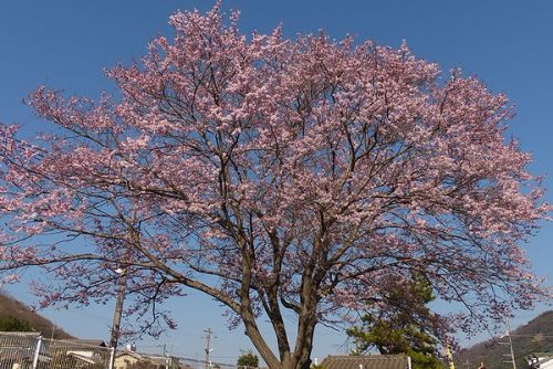 【ホントに悲報】吉備津駅の桜がお亡くなりになりました。