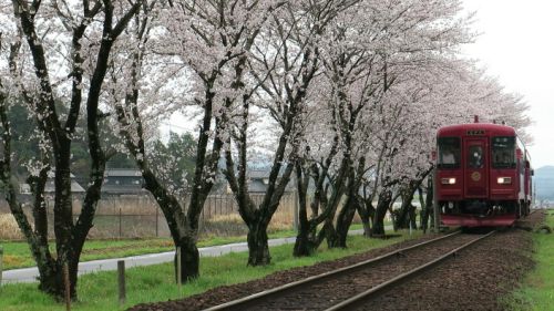 長良川鉄道 ~花曇り関下有知駅~