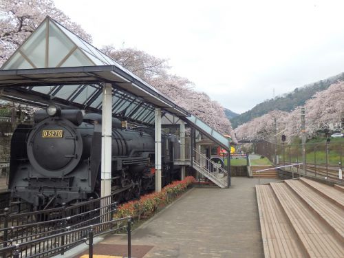御殿場線・山北駅の桜