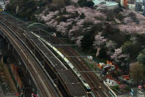 2017年桜と鉄道 その1 定番の飛鳥山で四季島と新幹線などを撮る