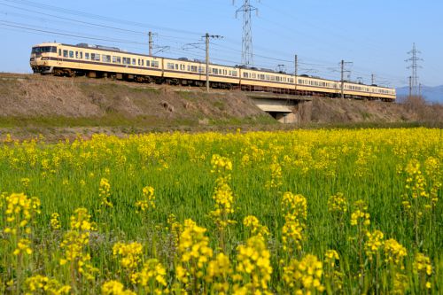 湖西線の菜の花風景を行く117系国鉄色他(近江今津~新旭)