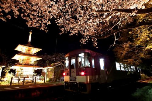第976回 デジイチで撮る夜桜の法華口駅