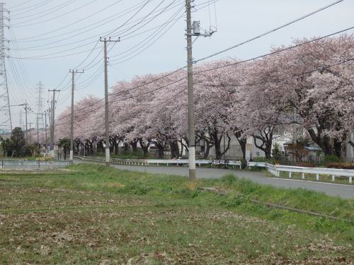 相模線・相武台下駅の桜と芝ざくら