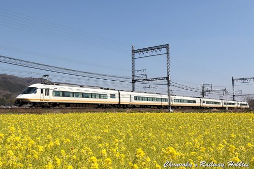 【鉄道写真】菜の花と近鉄特急~近鉄特急を撮る(12)~