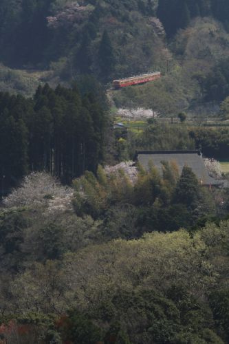新緑と桜の房総 - 2017年桜・小湊鉄道 -
