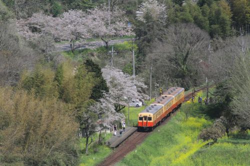 上総大久保駅 春景 - 2017年桜・小湊鉄道 -