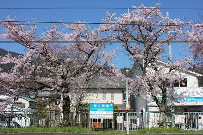 2017年 沿線の桜 - 松ノ馬場駅