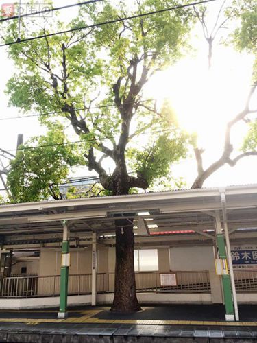 駅ホームに大木のナゾ 屋根を突き抜け青々と ナゼ?