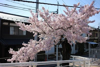 2017年 沿線の桜 - 南滋賀駅