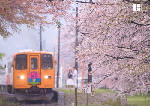 雨の樽見鉄道
