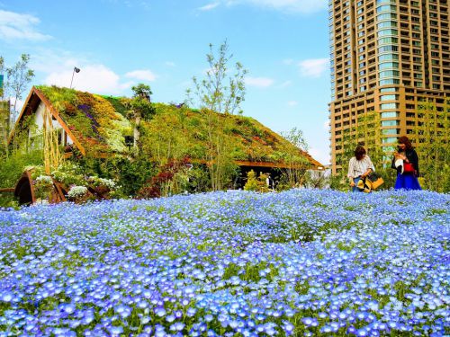 大阪駅の新スポット「うめきたガーデン」のお花畑は予想以上に高クオリティだった！