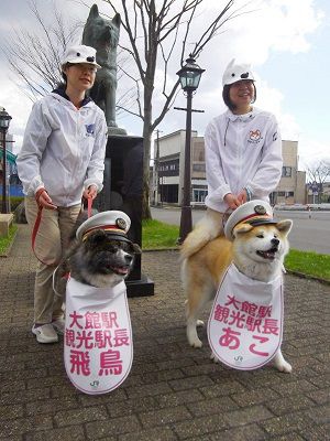 秋田犬、「飛鳥」と「あこ」大館駅長に就任 ハチ公出身地