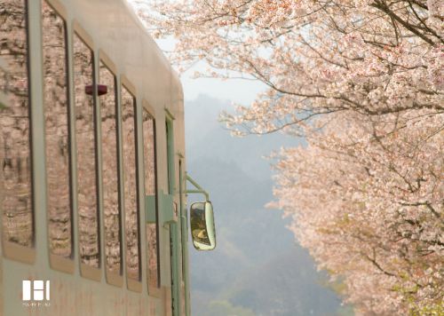 お花見列車