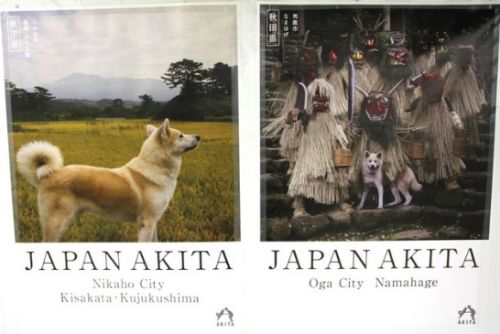 秋田犬がキラーコンテンツ 首都圏の駅観光ポスターに「ニヘっとなる」