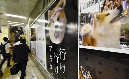 「かわいい~」大人気の秋田犬ポスター JR渋谷駅の山手線ホームに登場