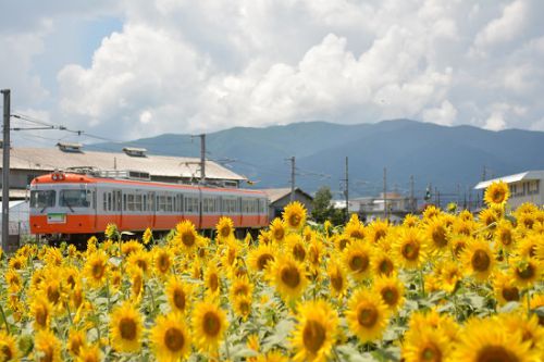 本日の撮影 松本電鉄と向日葵の花