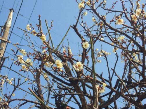 南与野駅から与野本町まで歩く③貴重な与野市マンホールに出会う!