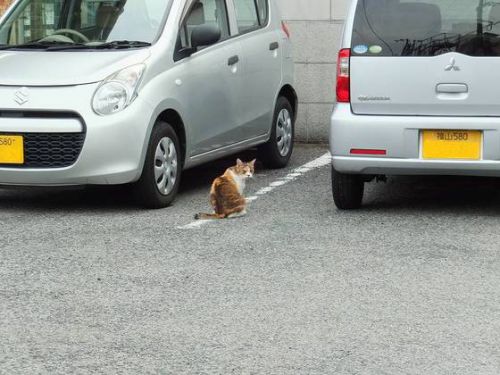 一年ぶりの、おのたま駅長は随分痩せていました。