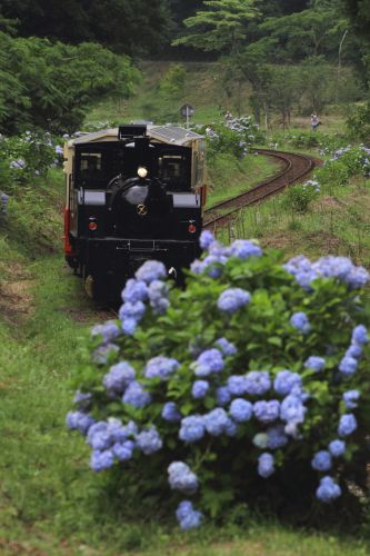 紫陽花を映して - 小湊鉄道 -