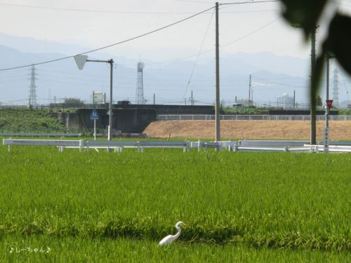 その８・旧日本煉瓦製造専用鉄道線（上敷免鉄道）跡（最終回）