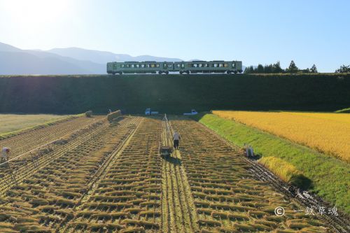 稲刈り風景と高原列車