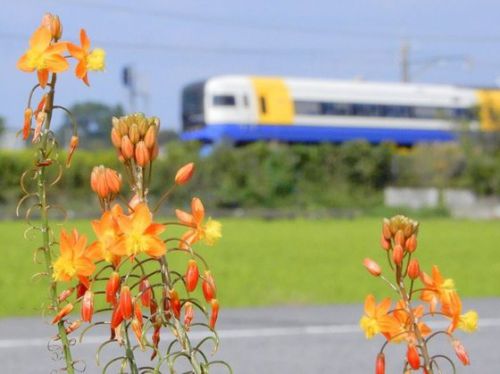 花アロエと255系特急わかしお