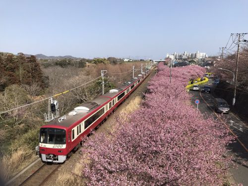 【鉄道写真】河津桜と京急2100形電車有名撮影地三浦海岸駅からお散歩ついでに撮り鉄して参りましたヽ(=´▽`=)ノ