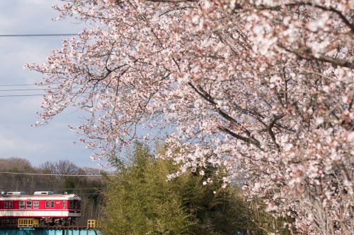 今年の桜② ―神戸電鉄―