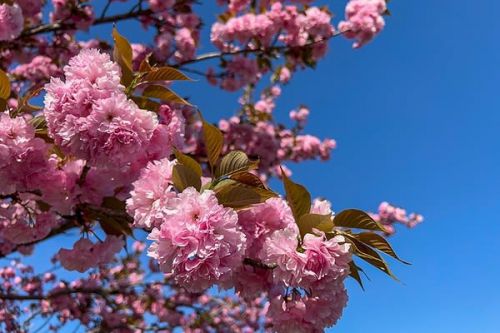 備中呉妹駅の八重桜
