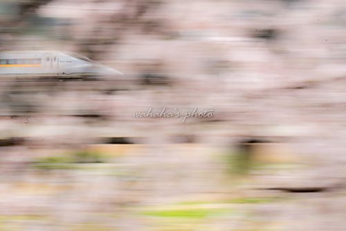 今年の桜⑤ ―JR山陽新幹線―