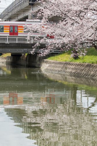 今年の桜⑥-1　―山陽電鉄―