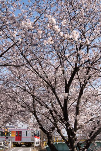 今年の桜⑥-2 ―山陽電鉄―
