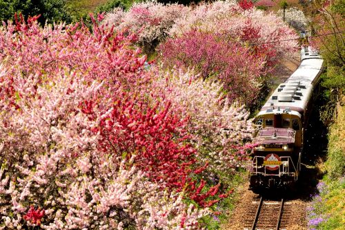 わたらせ渓谷鉄道の花桃の里を行くＤＥ１０ー１５３７号機牽引「トロッコ渓谷号」（神戸～沢入）