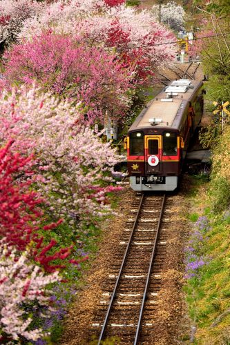 わたらせ渓谷鉄道の花桃の神戸駅を行き交うわたらせ渓谷鉄道の気動車550形と510形(神戸~沢入)