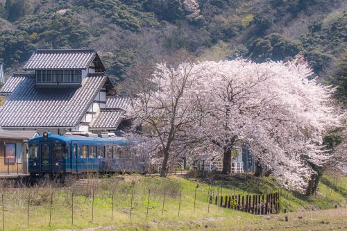 桜満開の夕日ヶ浦木津温泉駅
