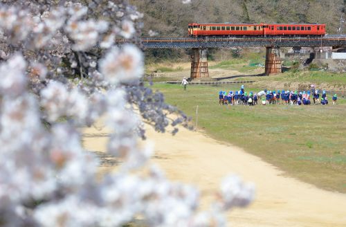 津山線の宇甘川の桜並木と宇甘川橋梁を行くキハ40+47が行く鉄道風景(金川~建部)