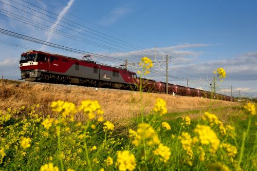 高崎線の鉄道撮影のメッカに咲く菜の花の中を行くEH500牽引の東邦亜鉛貨物他(岡部~本庄)
