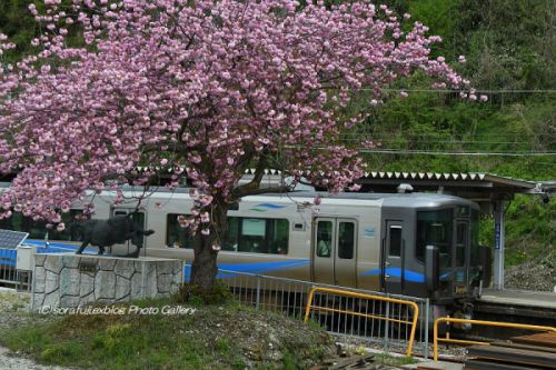 春の倶利伽羅駅にて