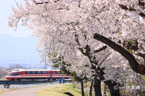 満開の桜と特急ゆけむり