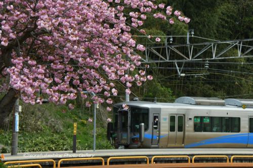 春の倶利伽羅駅にて2