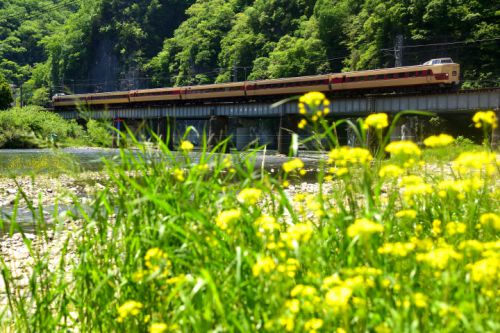 伯備線の春の菜の花のある風景を行く381系国鉄色特急「やくも9号」(井倉~広石信)