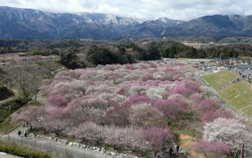 三重の梅続きと三岐鉄道軽便鉄道博物館