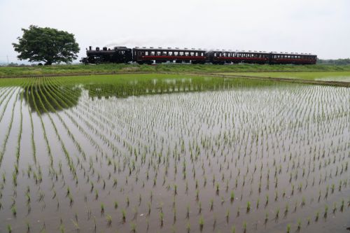 春の田んぼ - 2022年・真岡鉄道 -