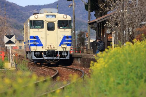 北条鉄道の春を告げる菜の花の網引駅を発車するキハ40系他(網引駅)