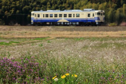 北条鉄道の春の丘陵を行くキハ40-535号機(網引~粟生)